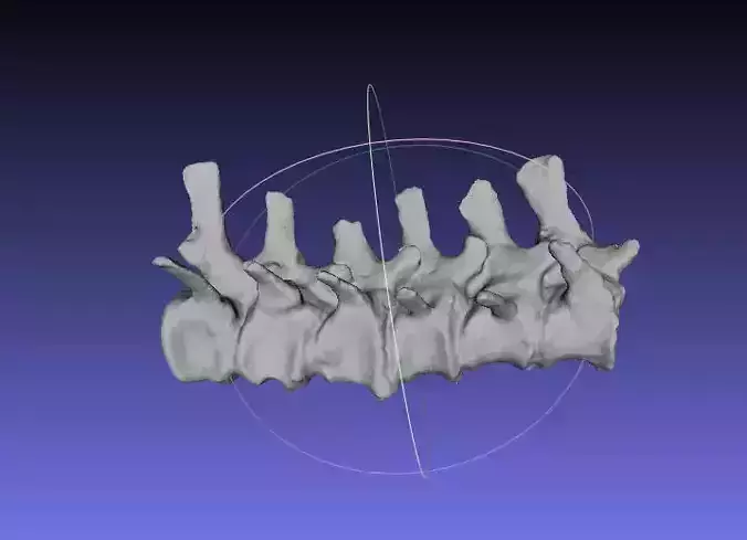 Psittacosaurus Proximal Caudal Vertebrae 2 Free 3D print model