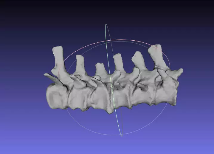 Psittacosaurus Proximal Caudal Vertebrae 2 Free 3D print model_0