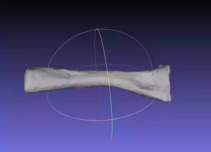 Psittacosaurus Right Radius Free 3D print model