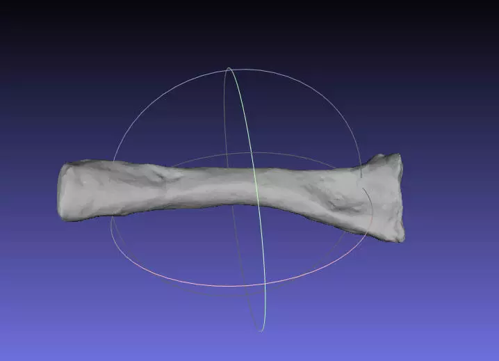 Psittacosaurus Right Radius Free 3D print model_0