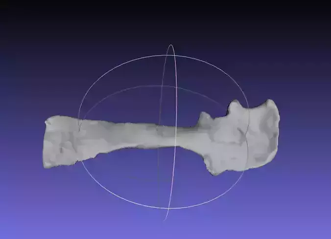 Psittacosaurus Right Scapula Coracoid Free 3D print model