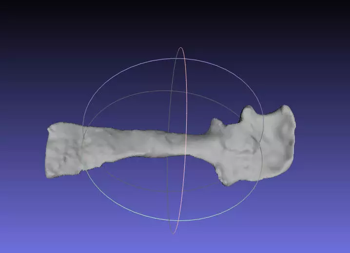 Psittacosaurus Right Scapula Coracoid Free 3D print model_0