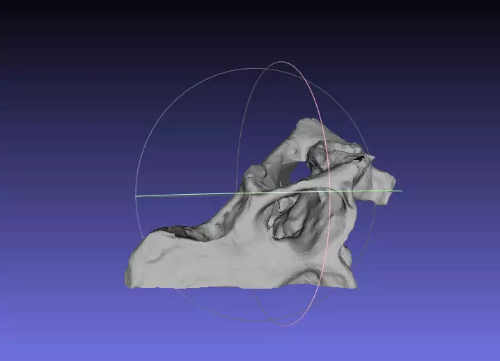 Psittacosaurus Right Half of Skull Free 3D print model_0