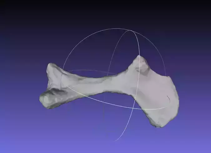 Psittacosaurus Right Humerus Free 3D print model