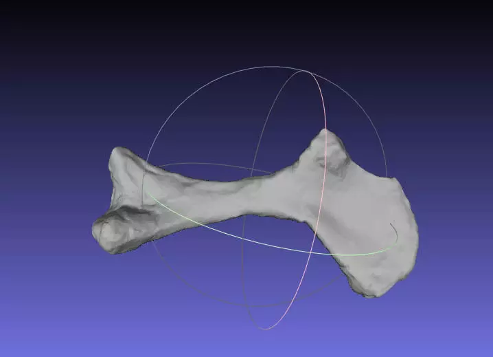 Psittacosaurus Right Humerus Free 3D print model_0