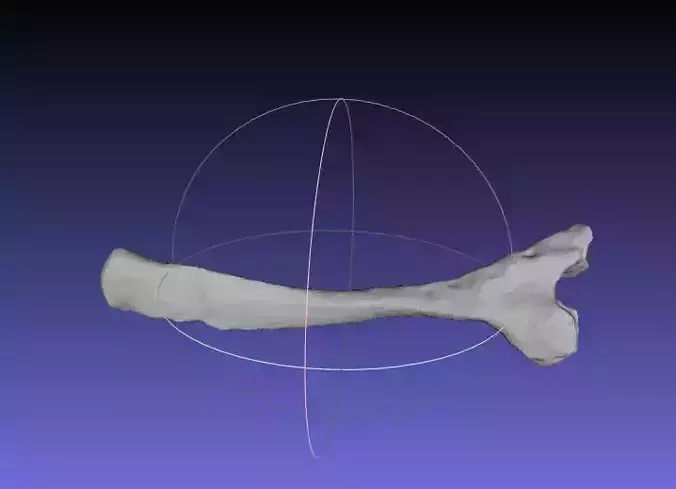 Psittacosaurus Right Ischium Free 3D print model