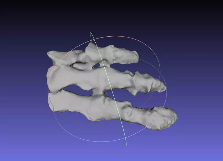 Psittacosaurus Right Hand Free 3D print model_0