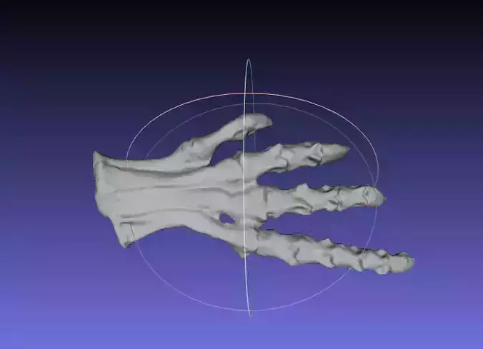 Psittacosaurus Right Foot Free 3D print model