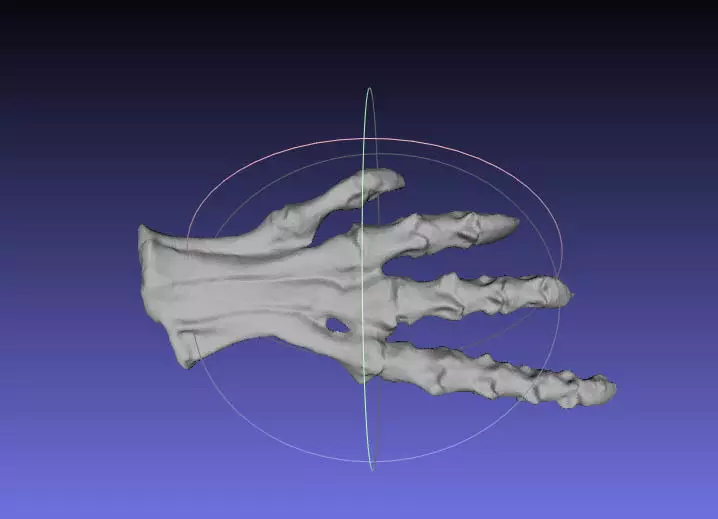 Psittacosaurus Right Foot Free 3D print model_0