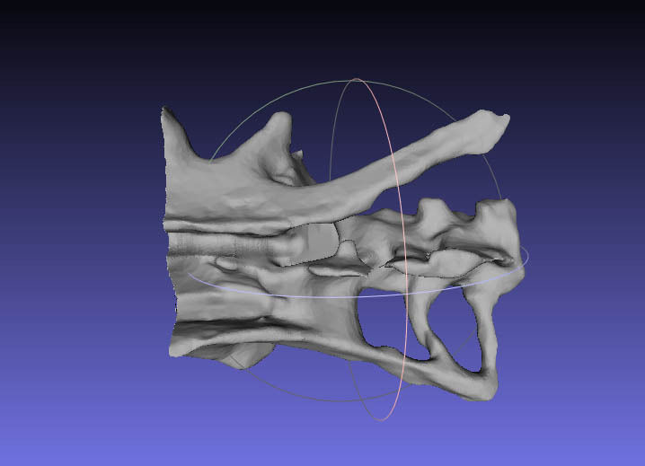 Psittacosaurus Sacrum and Ilium Free 3D print model_1