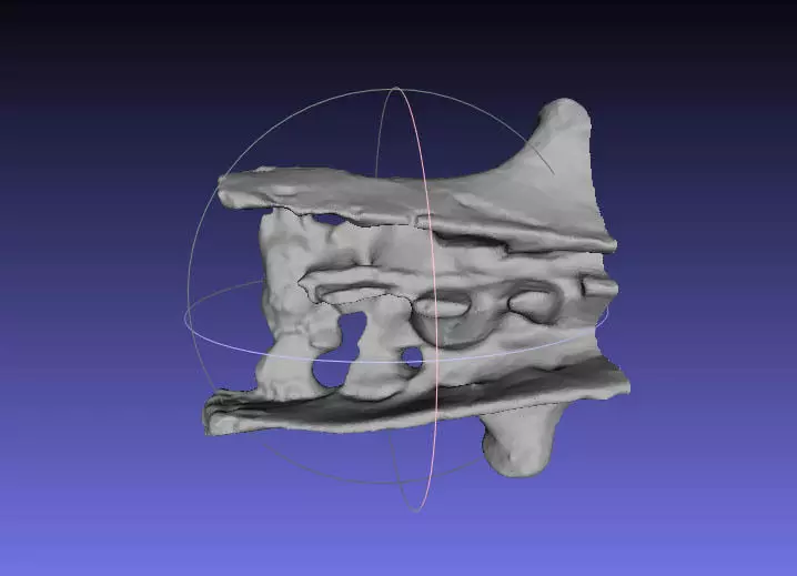 Psittacosaurus Sacrum and Ilium Free 3D print model_0