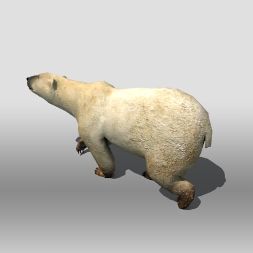 Polar Bear Low-poly 3D model_6