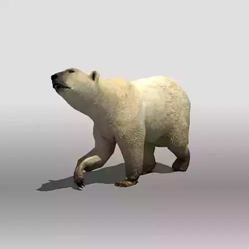 Polar Bear Low-poly 3D model