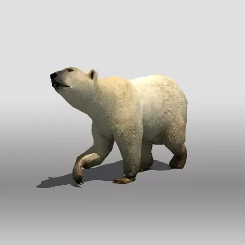 Polar Bear Low-poly 3D model_0
