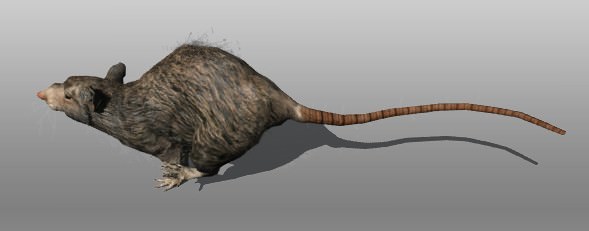Rat animal Low-poly 3D model_4