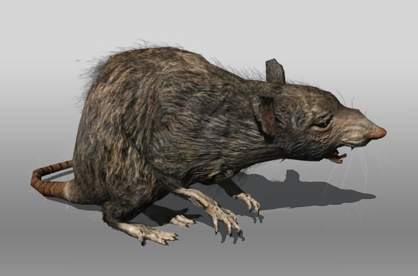 Rat animal Low-poly 3D model_3