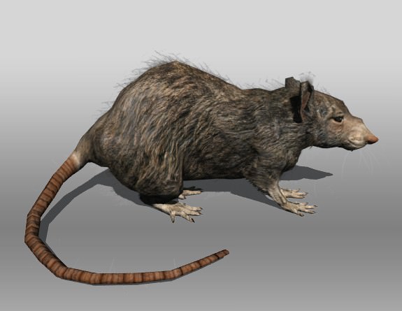 Rat animal Low-poly 3D model_1
