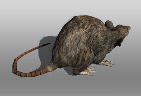 Rat animal Low-poly 3D model_2
