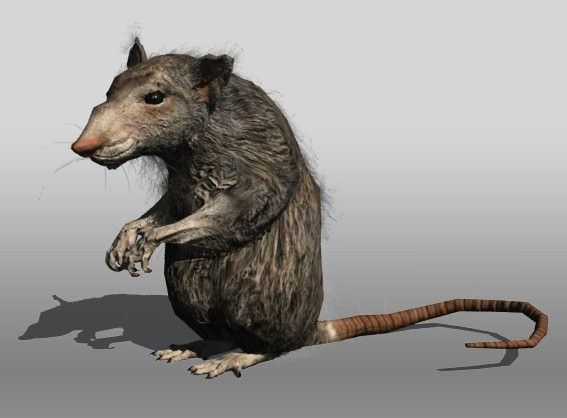 Rat animal Low-poly 3D model_5