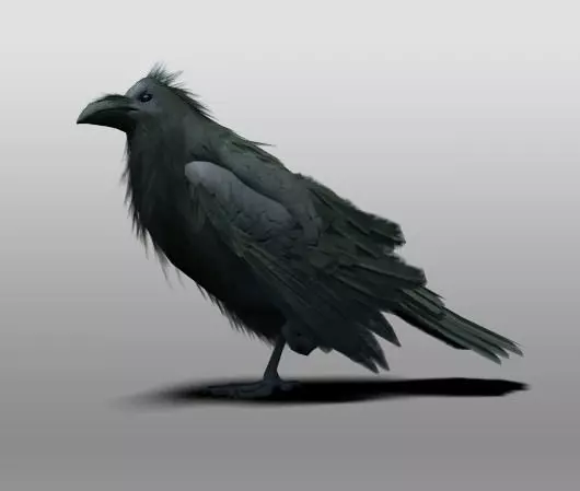 Raven 3D model_0