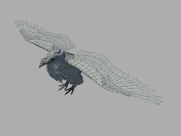 Raven 3D model_6