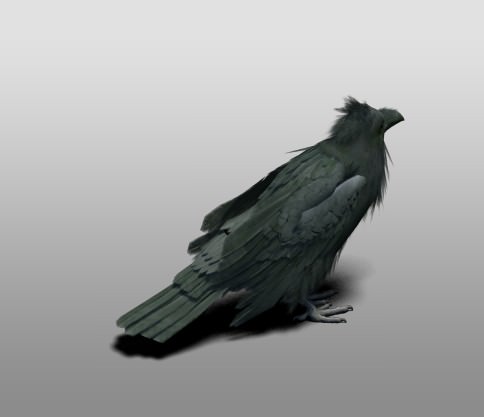 Raven 3D model_4