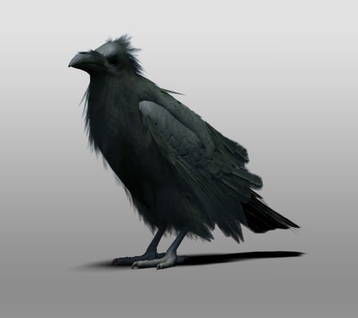 Raven 3D model_5