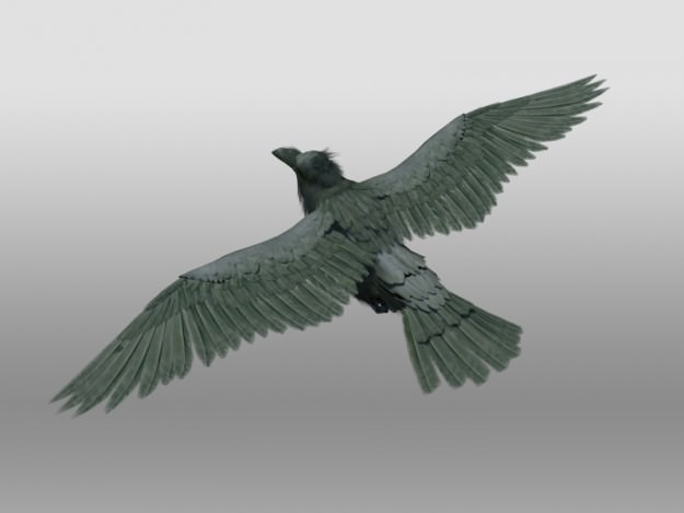Raven 3D model_1