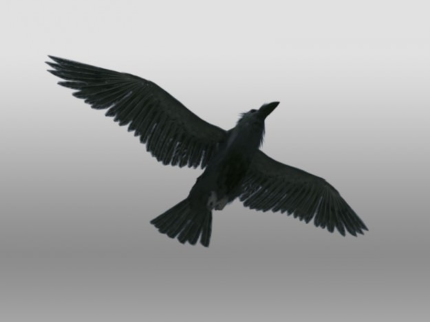 Raven 3D model_3
