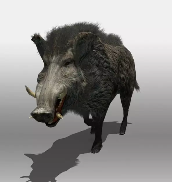 Wild Boar 3D model