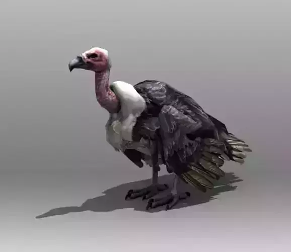 Vulture turkey Low-poly 3D model