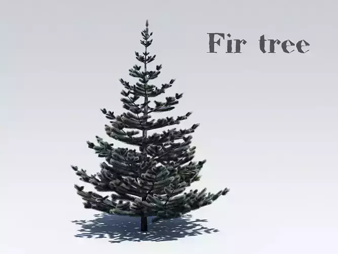 Fir tree