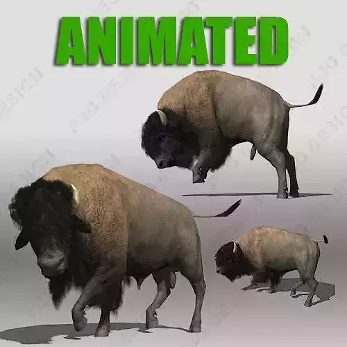 Buffalo bison - bison Low-poly 3D model