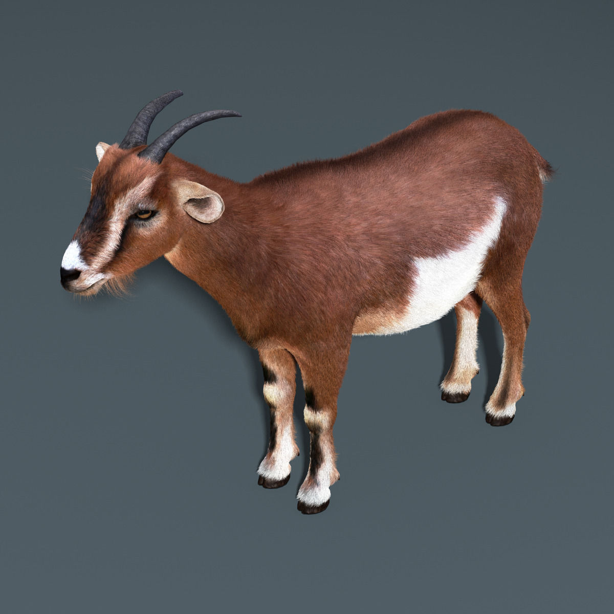 teeth model max 3d Model 3D Domestic .max .fbx  FUR CGTrader.com .obj Goat