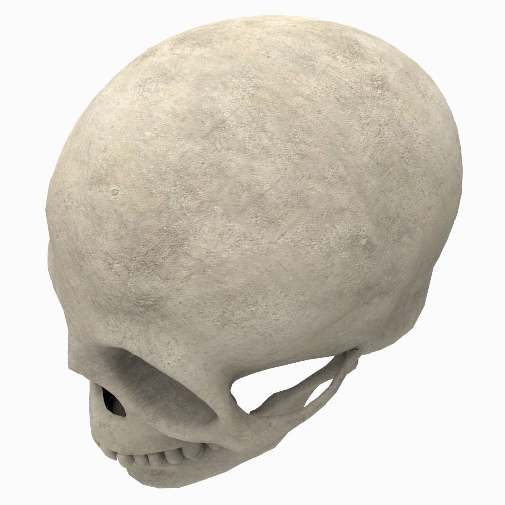 Skull Human 3D model_1