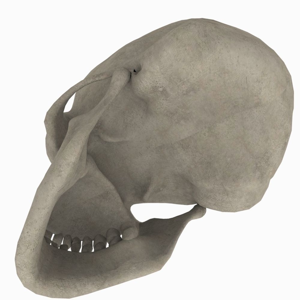 Skull Human 3D model_2