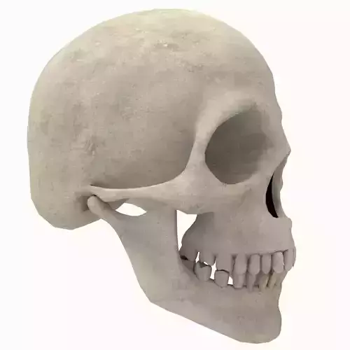 Skull Human 3D model