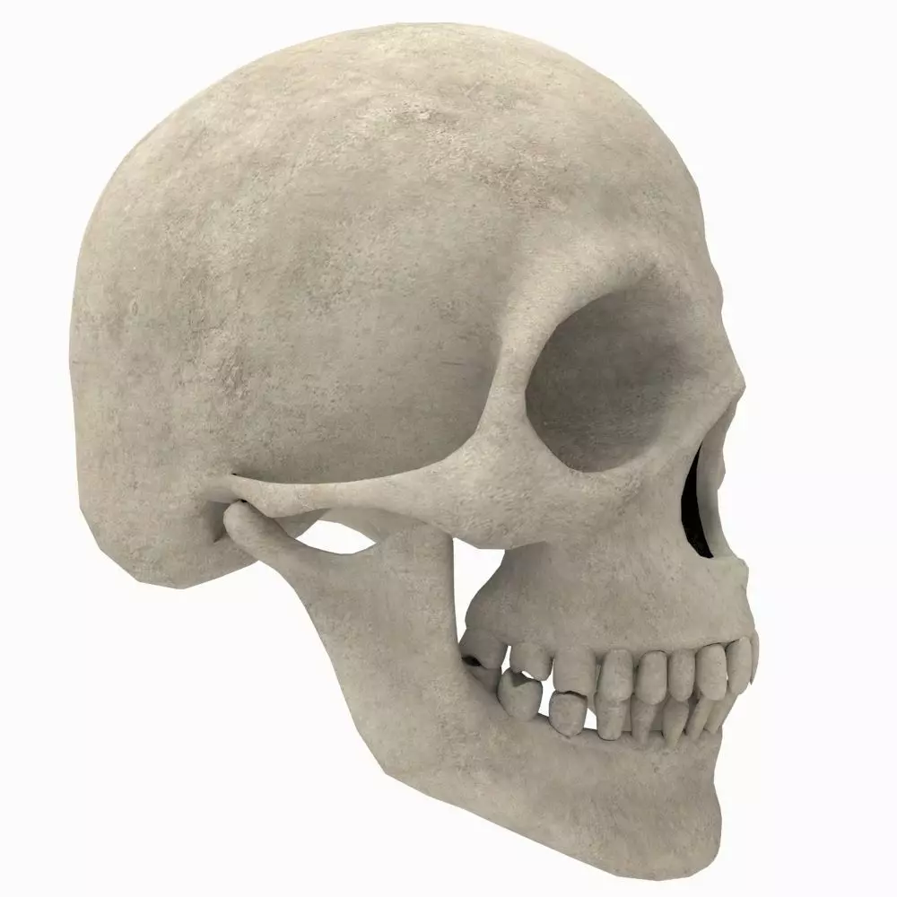Skull Human 3D model_0