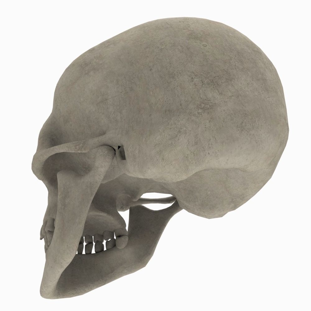 Skull Human 3D model_4