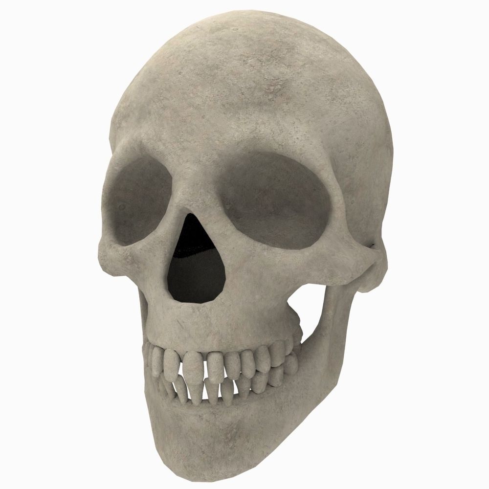 Skull Human 3D model_3