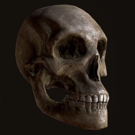 Skull human Low-poly 3D model_3