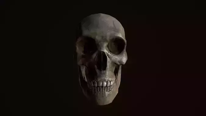 Skull human