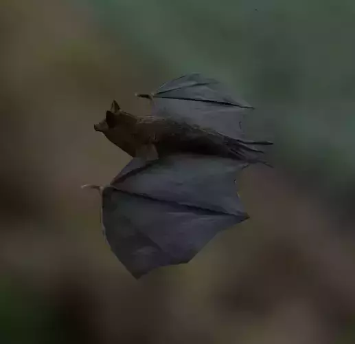 Bat Rigged and Animated Low-poly 3D model