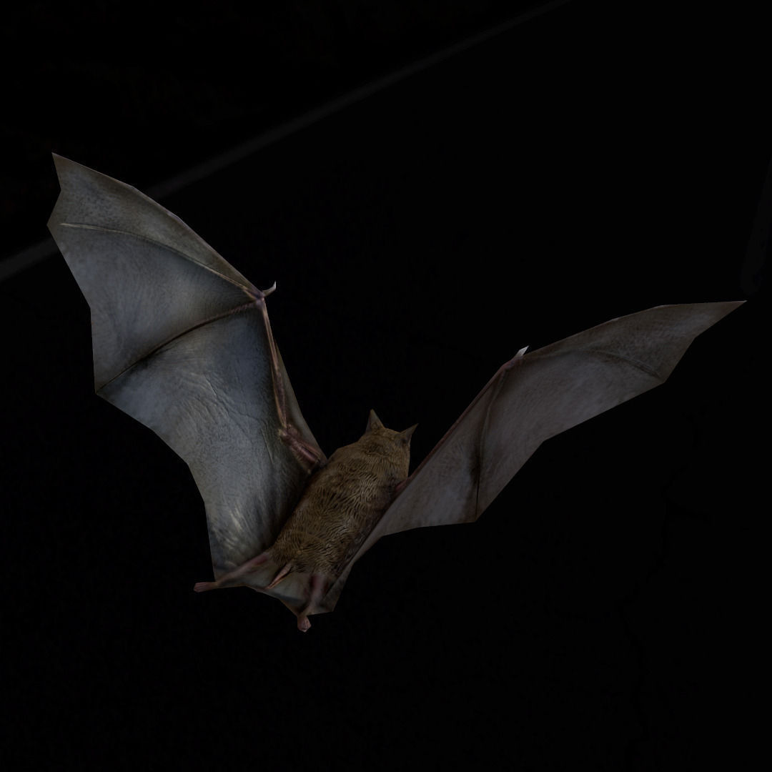 Bat Rigged and Animated Low-poly 3D model_4