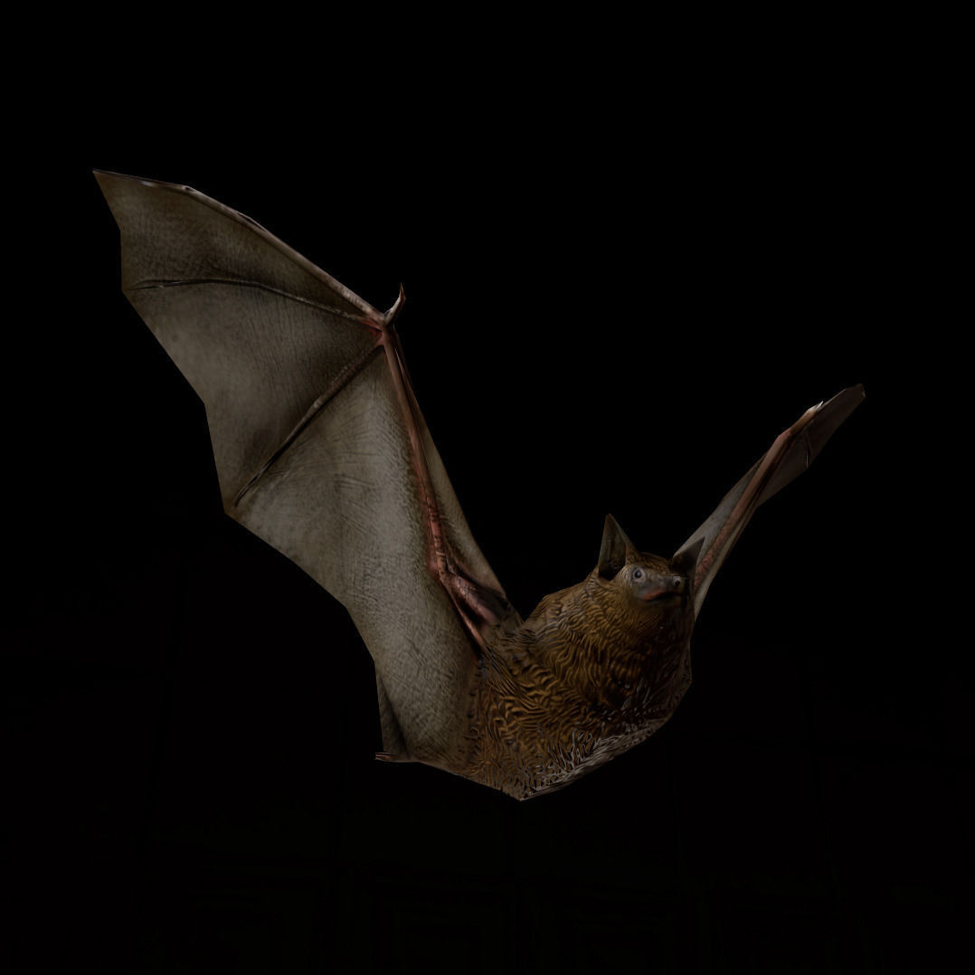 Bat Rigged and Animated Low-poly 3D model_6