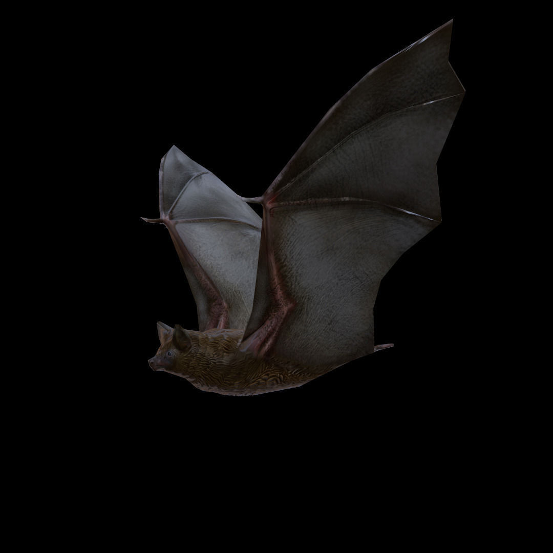 Bat Rigged and Animated Low-poly 3D model_5