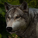 Wolf Rigged and Animated Low-poly 3D model_1
