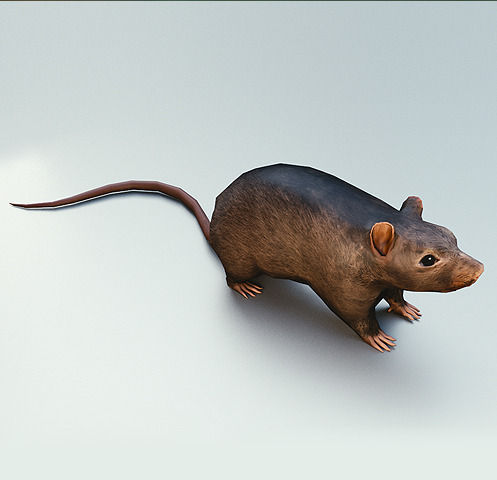 Rat Rigged and Animated Low-poly 3D model_3