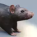 Rat Rigged and Animated Low-poly 3D model