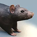 Rat Rigged and Animated Low-poly 3D model_0